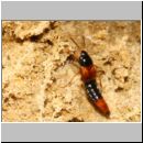 Bolitobius cingulata - Kurzfluegler 01a 9mm - Halen.jpg